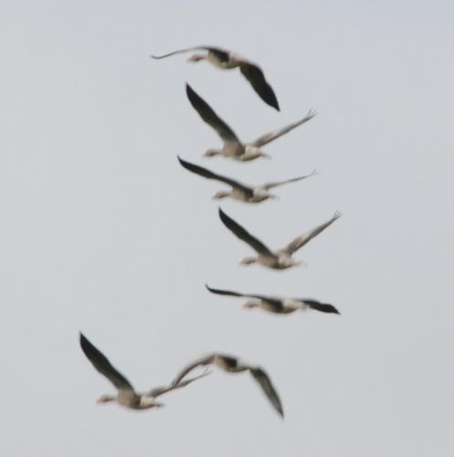 Wild geese over Iona.